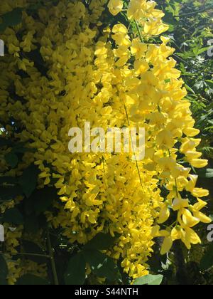 Yellow Laburnum Stock Photo