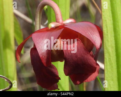 Sarracenia rubra, also known as the sweet pitcherplant, or purple pitcherplant, is a carnivorous plant in the genus Sarracenia. Like all Sarracenia, it is native to the New World. Stock Photo