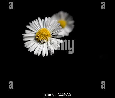 Close up of daisy on black background Stock Photo