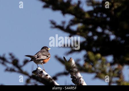 Robin standing on an old birch tree. Stock Photo