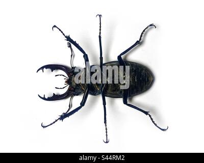 Stag beetle isolated on a white studio background. Stock Photo