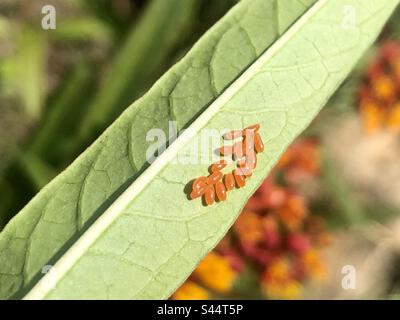 Milkweed bug eggs on a milkweed leaf Stock Photo