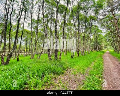 View from the Dava Way, Forres, Scotland 2023. Stock Photo