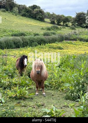 Shetland ponies looking at the camera in a buttercup field in Clara vale near Newcastle Stock Photo
