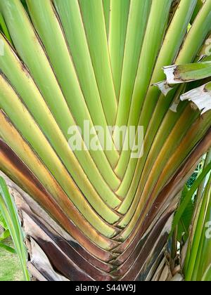 Pattern of green leaves on a palm tree in Tulum, Yucatan peninsula, Mexico. Stock Photo