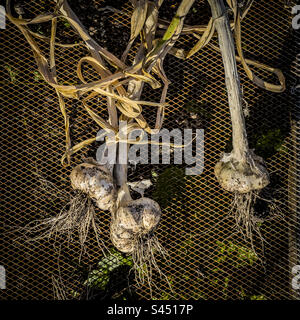 Harvested garlic bulbs drying on wire racking in the sunshine. Stock Photo