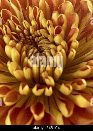 Blooming dahlia Stock Photo