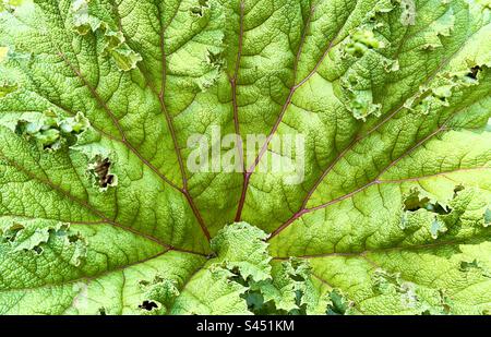 A detail of a leaf of Gunnera in the University botanic Garden in Leyden, Netherlands Stock Photo
