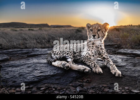 Cheetah cub at sunset, photographed on safari in South Africa Stock Photo