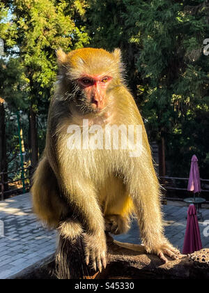 mountain-monkey-in-the-winter-