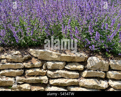 many flowers over the stone fence Stock Photo