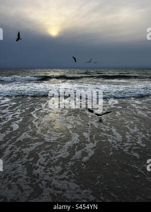 Seagulls flying on St Pete Beach Stock Photo
