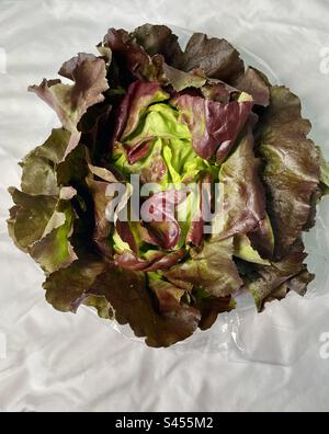 head of romaine lettuce Stock Photo