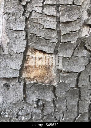 Missing part in the puzzle , conceptual image , close up shot of a tree trunk Stock Photo