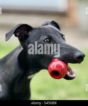 Black whippet puppy Stock Photo