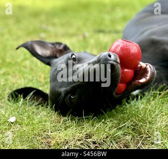 Black whippet puppy playing with Kong Stock Photo