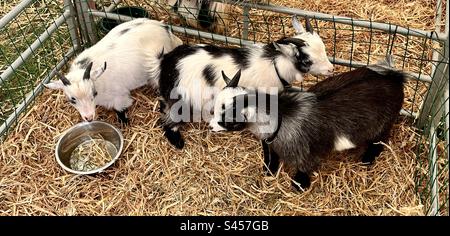 Pygmy goats at three counties show 2023 Stock Photo