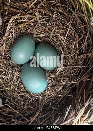 Blue Robin eggs in a nest Stock Photo
