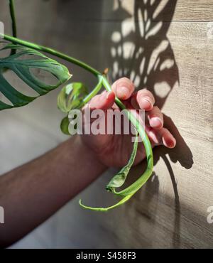 Close-up of human hand holding Monstera Adansonii, Swiss cheese plant vine against wood. Sunlight and shadow patterns. Stock Photo