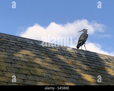 Grey heron perching on a roof Stock Photo