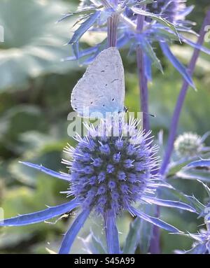 Small butterfly holly blue on sea holly plant Stock Photo