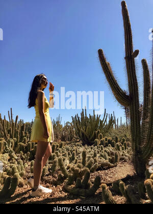 Young long haired woman in sunglasses and yellow dress standing amongst multiple cactus clumps and looking up at tall cactus plant against clear blue sky. Fashion. Desert, environment. Stock Photo