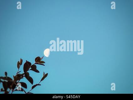 Low angle view of half moon positioned at tip of tree branch in clear blue sky in the afternoon with copy space. Perspective. Point of view. Half moon as a flower. Stock Photo
