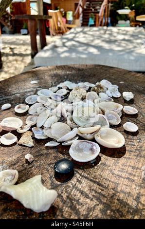 A collection of seashells on a tree stump. Stock Photo