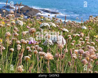 Wild flowers on the the coast at Treyarnon Bay, North Cornwall, England in summer Stock Photo