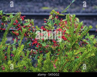 Red berries on Cotoneaster shrub and flowering heath growing wild beside railway track. Selective focus. Autumn/winter. Stock Photo