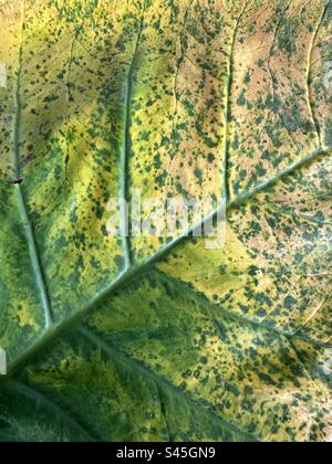 Abstract background of colorful leaf patterns and textures Stock Photo