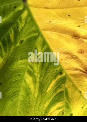 Abstract background of a colorful leaf patterns and textures Stock Photo