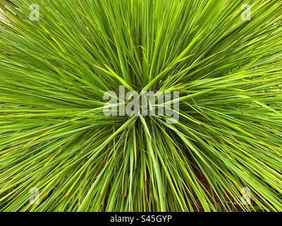 Close up view of a large plant with long thin leaves. Backgrounds. Stock Photo