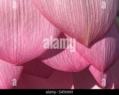 Petals of a Lotus flower Stock Photo