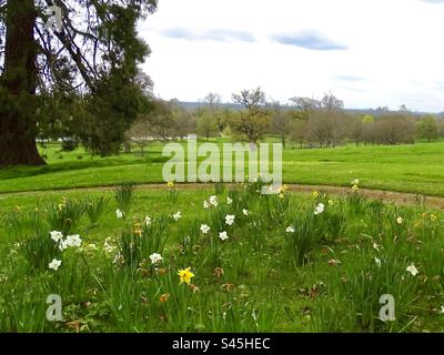 Panoramic view of a park in England in. Springtime with flowers in the foreground Stock Photo