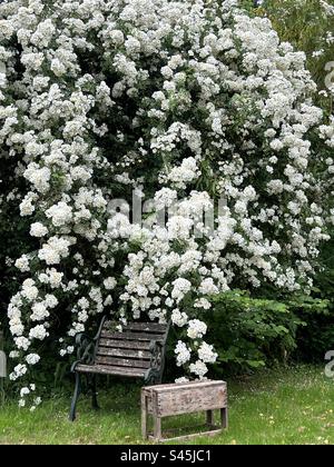 Gorgeous clusters of beautiful white flowers of Rosa 'Rambling Rector' rose in full bloom Stock Photo
