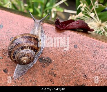 Snail on a wet wall with raindrops on a leaf Stock Photo