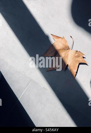 Autumn leaf on a grey background in abstract lines pattern of shadows Stock Photo