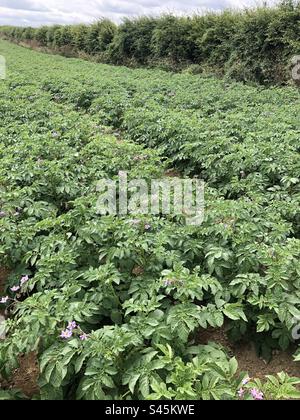Crop of potatoes in July growing on a farm in North Lincolnshire, United Kingdom Stock Photo
