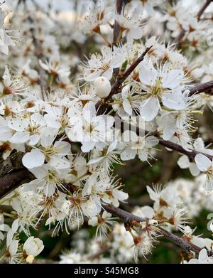 White blossom hawthorn Stock Photo