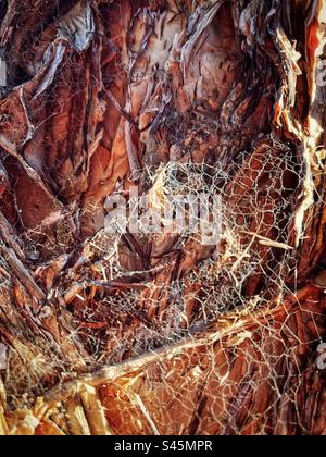 Close-up of spider webs on rough, textured bark of tree trunk. Full frame, backgrounds. Pattern. Natural pattern. Stock Photo