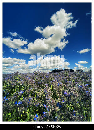 Beautiful summer skies over an agricultural field near Cambridgeshire England Stock Photo