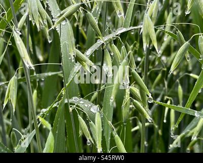 Unripe oat field Stock Photo