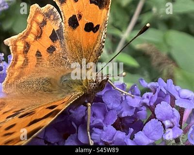 Comma butterfly, Polygonia Comma Album, feeding on a purple Buddlea, Buddleja Davidii, flower. Stock Photo