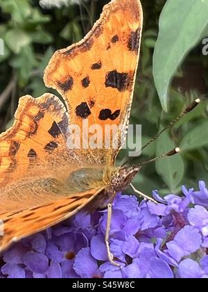 Closeup of a Comma butterfly, Poligonia Comma Album, feeding on a purple buddlea , Buddleja Davidii, flower Stock Photo