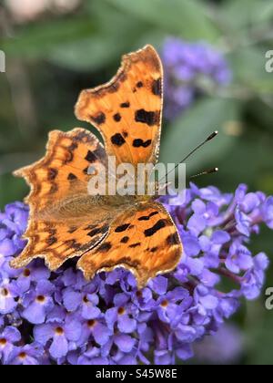 Comma butterfly, Poligonia Comma Album, feeding on a purple Buddlea, Buddleja Davidii flower Stock Photo