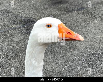 Portrait of a mature mute swan Stock Photo