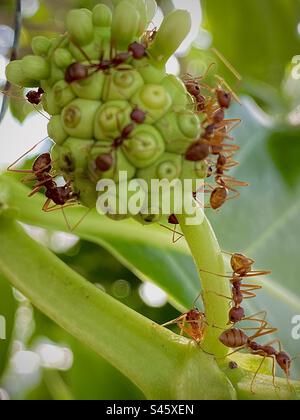 Outdoors photography of the ants is on the wild fruit just front of our house’s pavement Stock Photo