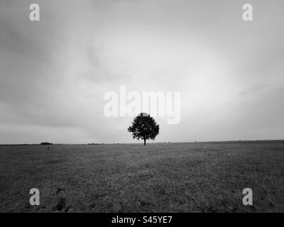 Lonely tree in the middle of a field on a cloudy day Stock Photo