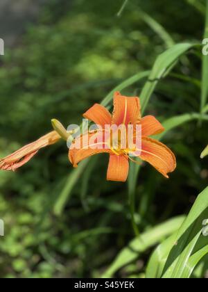 Bright orange, verdant green, Hemerocallis fulva, orange day-lily, fulvous daylily, Pennsylvania roadsides, upstate New York gardens, USA Stock Photo